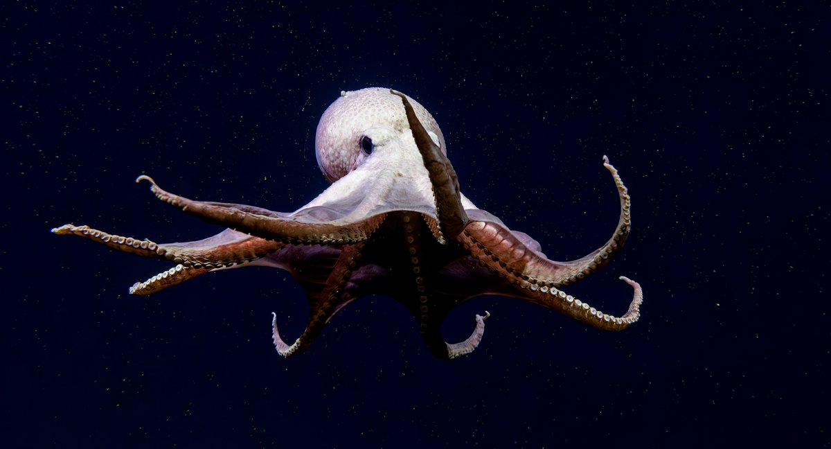 NOAA Ocean Exploration tweet media