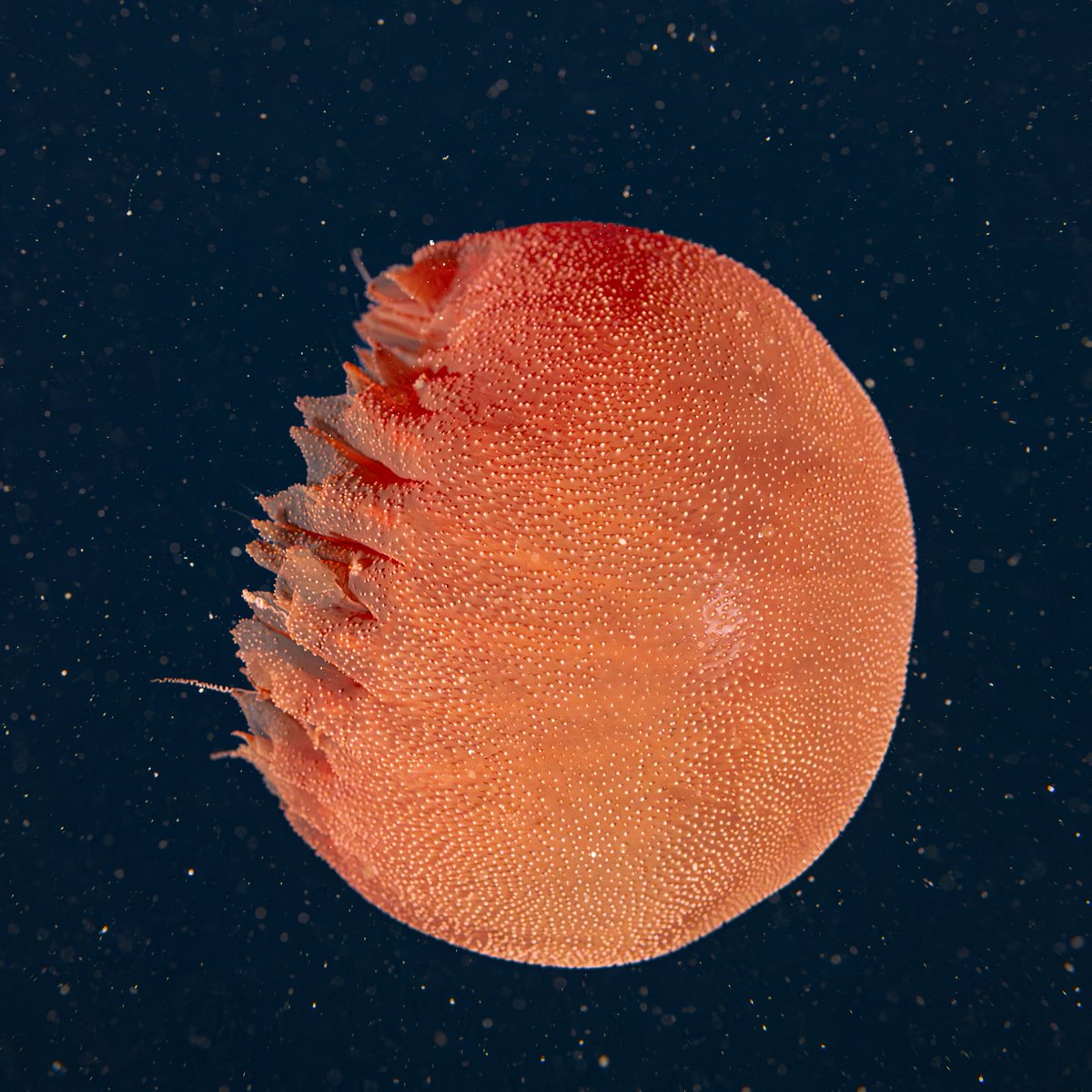 NOAA Ocean Exploration tweet media