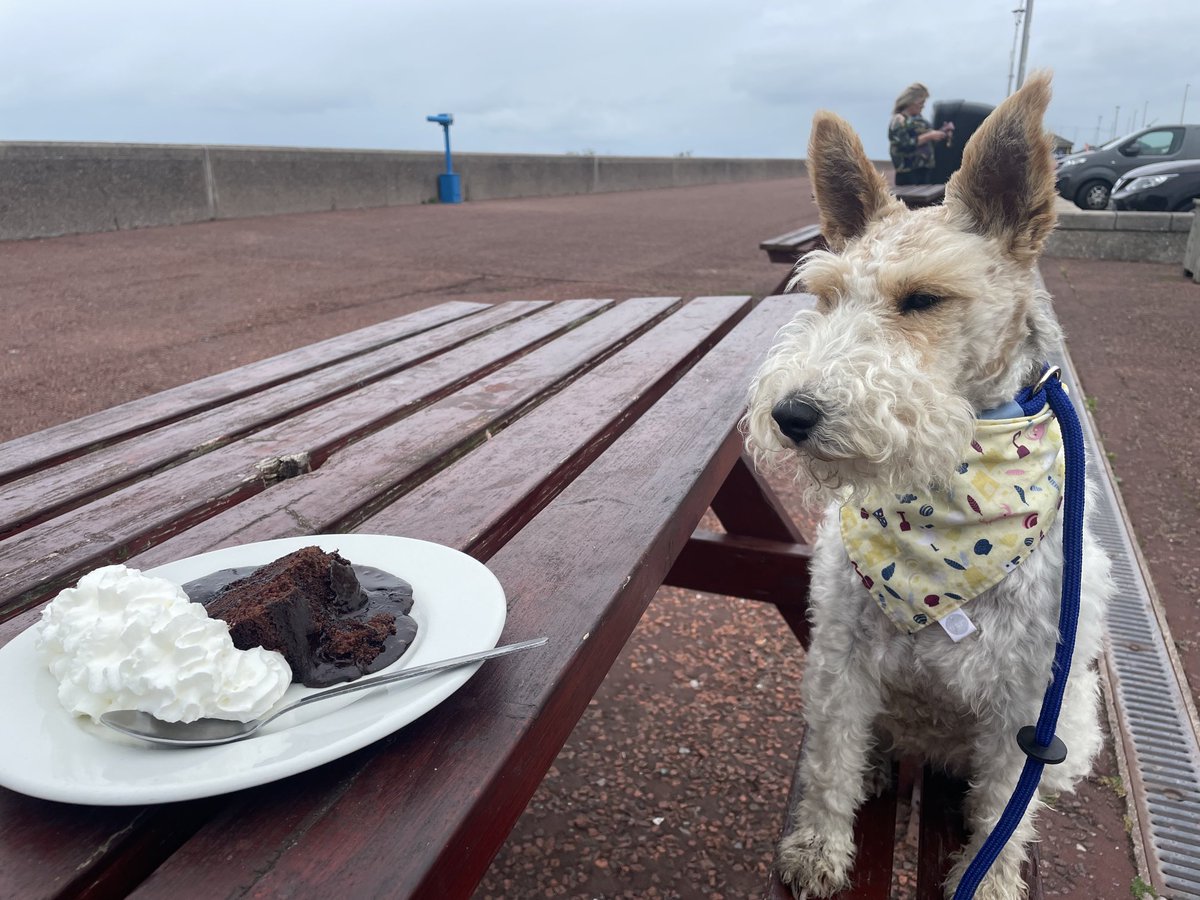 This afternoon, we walked 🐾 from Pensarn to Llanddulas and back, lovely choc fudge cake at the beach cafe 😋 Oystercatchers and Cormorants seen.