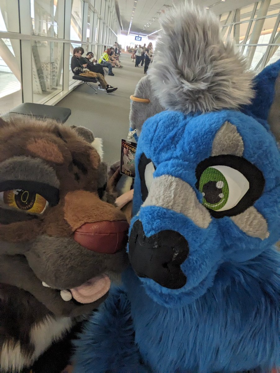 NazHellhound's tweet photo. I met a really cute kid rat suiter! I loved their costume 🥺

Tag if you know the @ of the suit or character please!
#anthrocon2023 https://t.co/BmJlV4IwKz