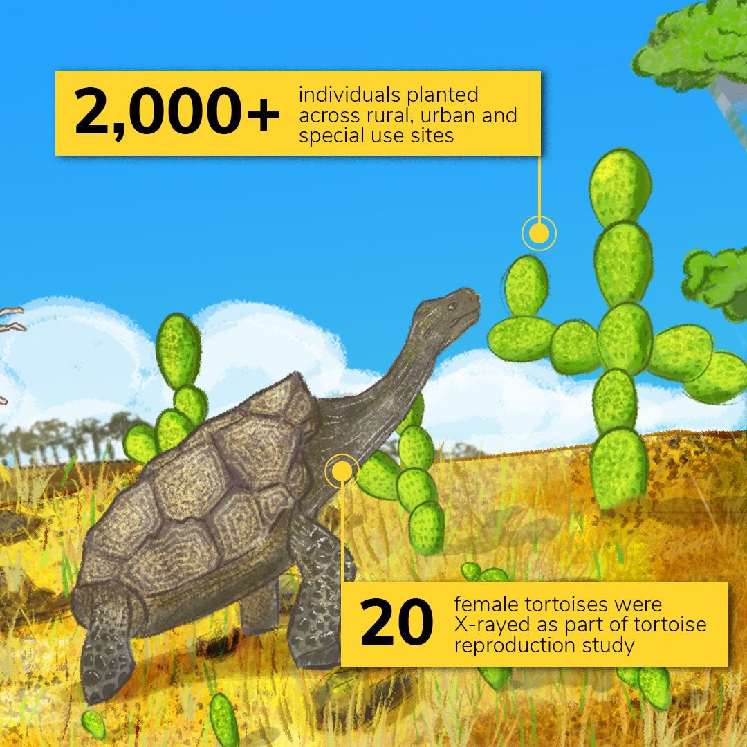 DarwinFound's tweet photo. · Technology applied to field research: x-ray technology was used for the first time in the field to study giant tortoise reproduction in 20 female tortoises.🐢
· Galapagos Verde 2050 program planted over 2000 individual across rural, urban and special use sites!🌿
#Impact2022 https://t.co/ae9YLCEOmr