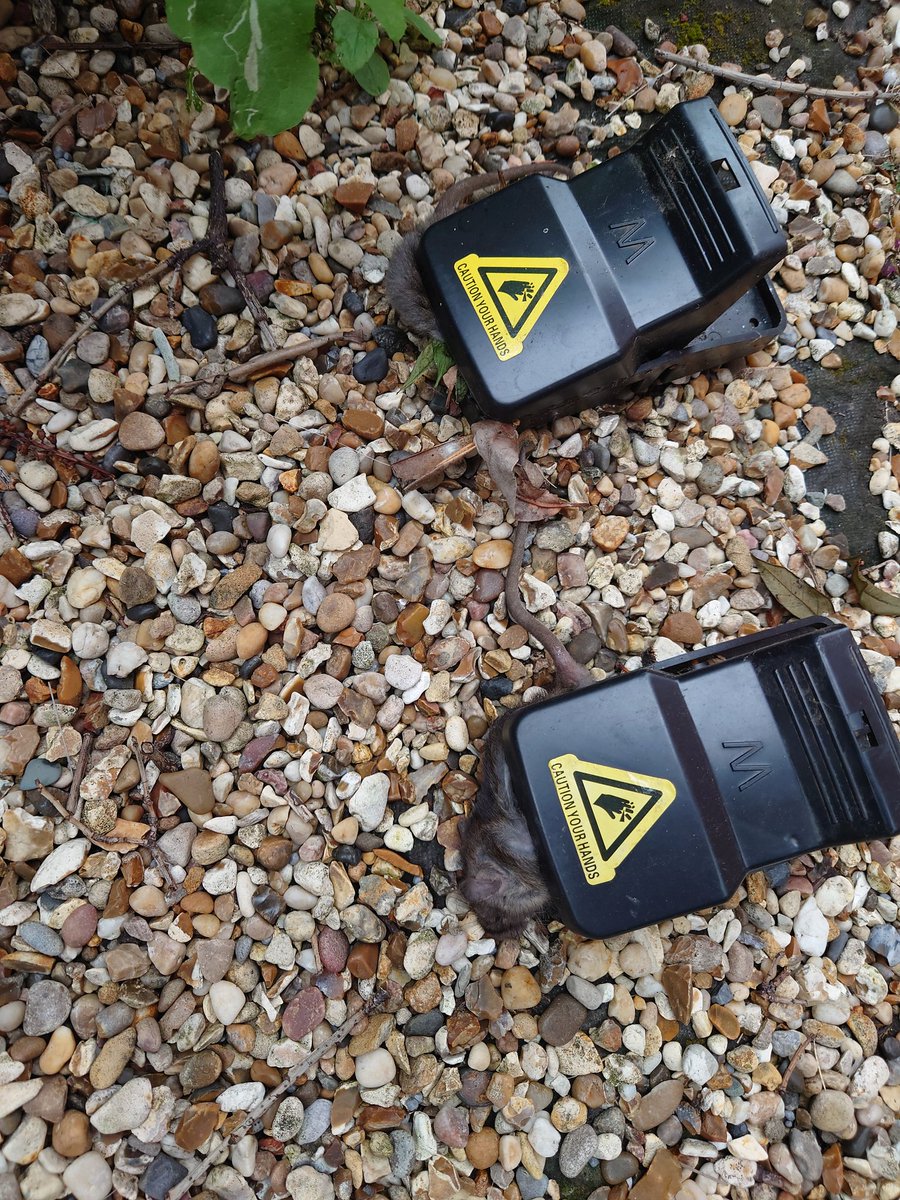 RobboSmart's tweet image. How many times do I need to inform you about rat's in my/ you proberty. It's been over 5 years since I have been reporting this to you but I still have the same issue