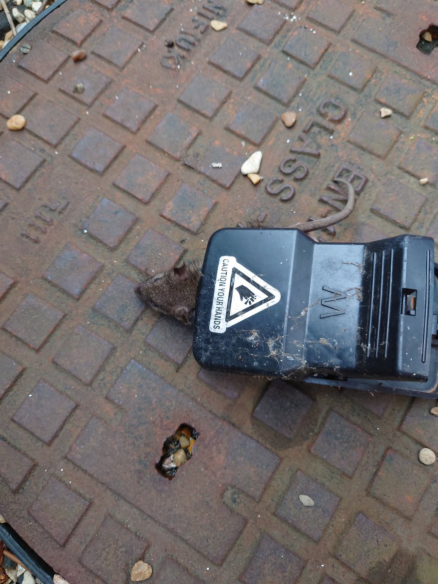 RobboSmart's tweet image. How many times do I need to inform you about rat's in my/ you proberty. It's been over 5 years since I have been reporting this to you but I still have the same issue