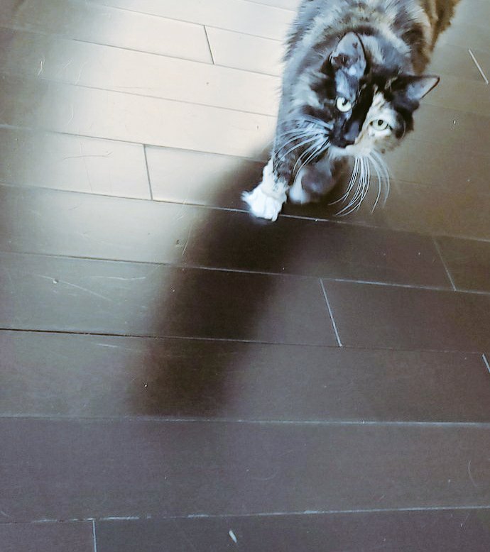 TheArtOfBeo's tweet image. Tinker 🇨🇦 
#BestOfTwitter #KatShirt #Caturday #CatsOfTwitter #CatsOnTwitter #CatLovers #CanadaDay #Canada