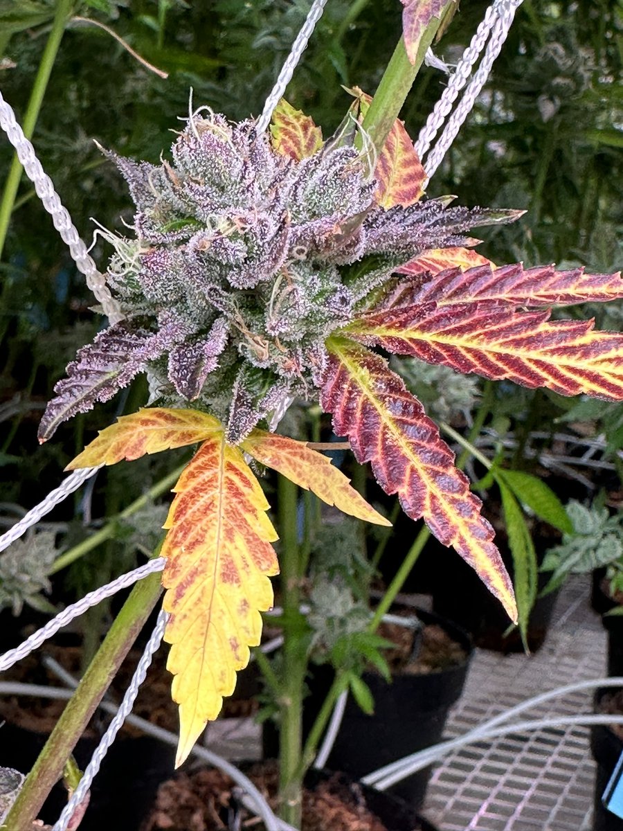 As silly as it seems, purple weed has more value to the consumer.  It is what it is.  Working a proper fade by trailing off the nutrient load can create that effect.  #fallcolors #fade #craftcannabis