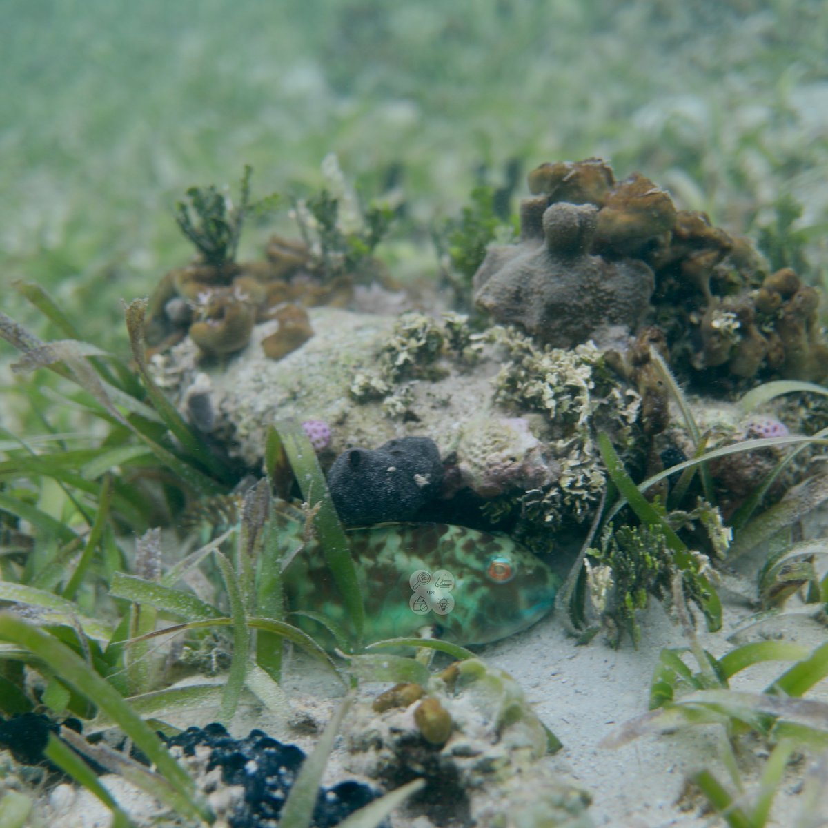 AnjaliBoyd's tweet photo. One of my fav #NatGeoExplorer perks is the Camera Loan prog that allows Explorers to check-out professional camera gear for FREE! I was able to check out the Canon 5D + the underwater housing &amp; bring it w/ me to Panamá. Now, I think I’m a professional underwater photographer😅 https://t.co/rKiXKZ7MO5