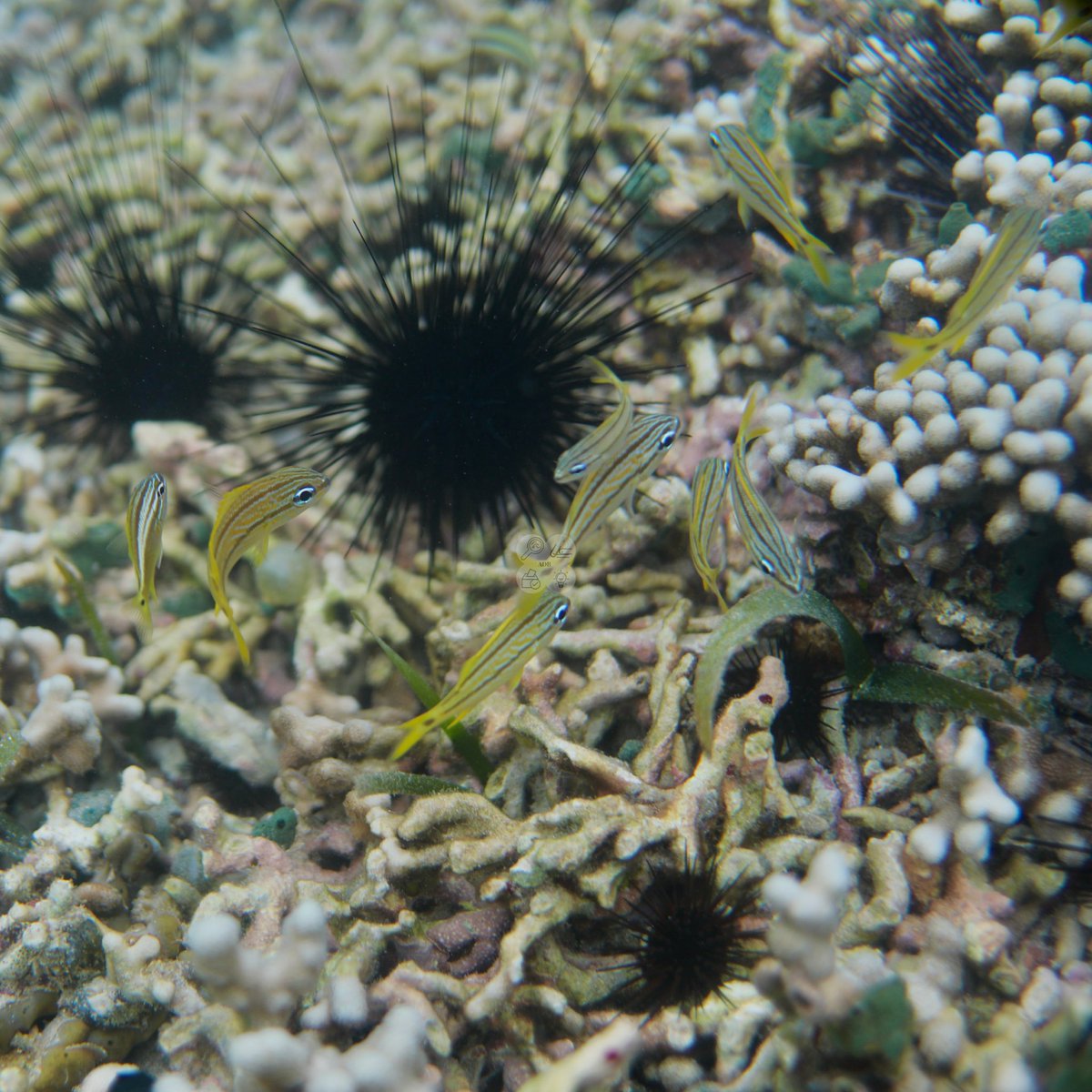 AnjaliBoyd's tweet photo. One of my fav #NatGeoExplorer perks is the Camera Loan prog that allows Explorers to check-out professional camera gear for FREE! I was able to check out the Canon 5D + the underwater housing &amp; bring it w/ me to Panamá. Now, I think I’m a professional underwater photographer😅 https://t.co/rKiXKZ7MO5