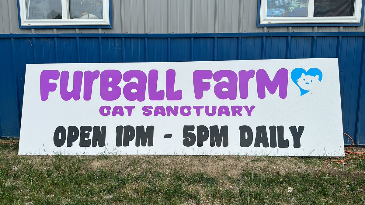 Open every day, including 🇺🇸the 4th 😻 Visit our cat sanctuary #cat #heaven #on #earth #thisisrescue #furballfarmcatsanctuary