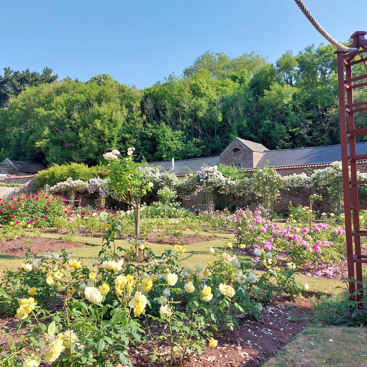 Come and experience the beautiful walled rose garden at Cockington Country Park.

Cared for by Torbay Coast &amp; Countryside Trust staff and volunteers, the stunning display of roses smell amazing too!

#roses #walledgarden #cockingtoncountrypark #rosegarden