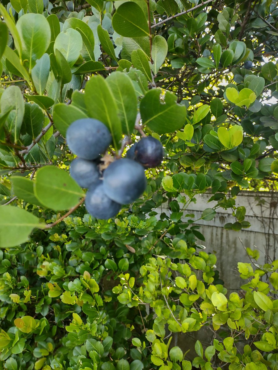 bicharrac0's tweet image. The cocoplums are ripe ! #cocoplum #hicaco #nativeflora #wildfruits #tropicalfruit