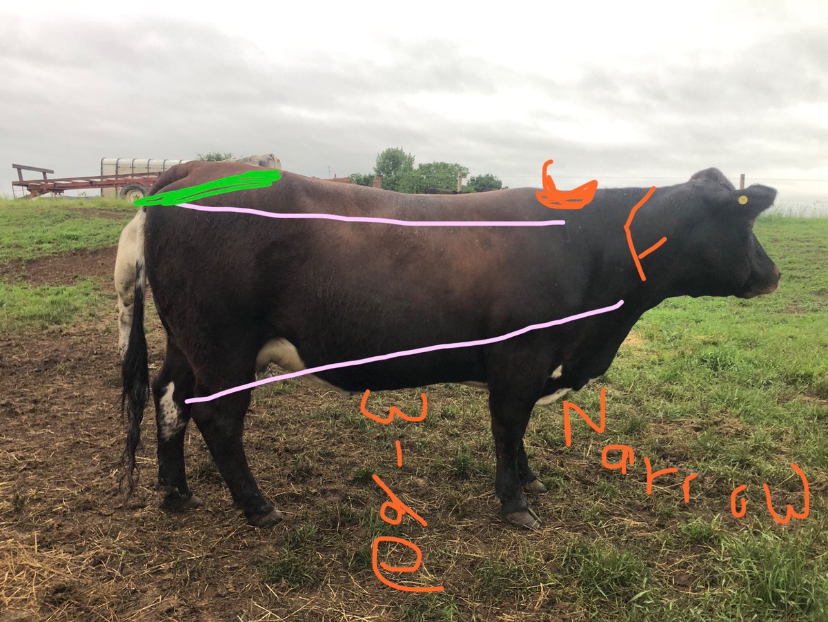 Following the fab talk on fertility in grazing beef yesterday by @RobHavard1 
I’ve been interrogating the herd this evening…..
 “are you a triangle?”🤔
 “Show me your feminine features!”🐂
“how long are your limb bones?”
“Slopes, we need slopes ladies”
#Groundswell2023