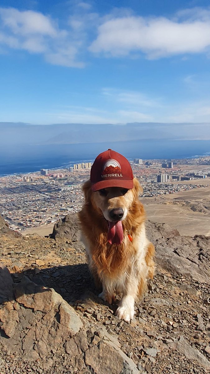Dribak2's tweet image. Aveces apaña mi amigo #antofagasta 
#merrel 
#goldenretriever