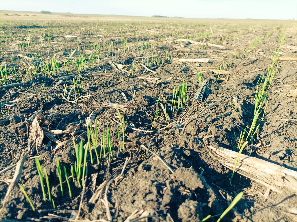 Buena implantación de semilleros de avena negra 👍
<a href="/PastureGenetics/">Pasture Genetics</a> 
📍Soriano. 🌎🚢