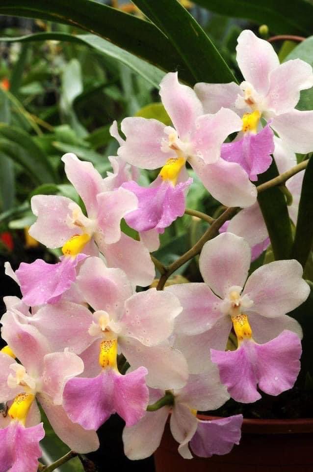 Totally gorgeous I’d say… 
#orchids #flowers #flowerfriday
