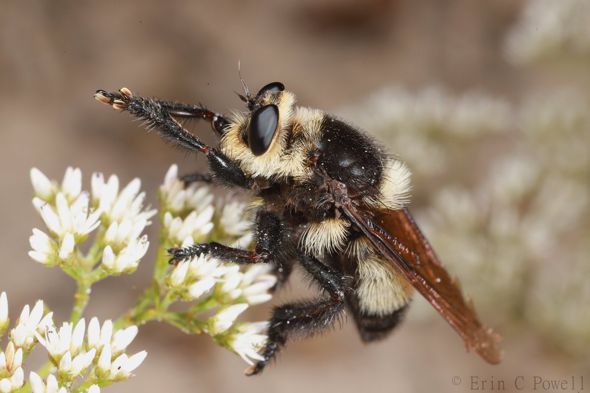 They do an excellent bumblebee impression until they start rubbing their hands together. Such a stereotypical fly!

Southern bee killer, Mallophora orcina (Asilidae)