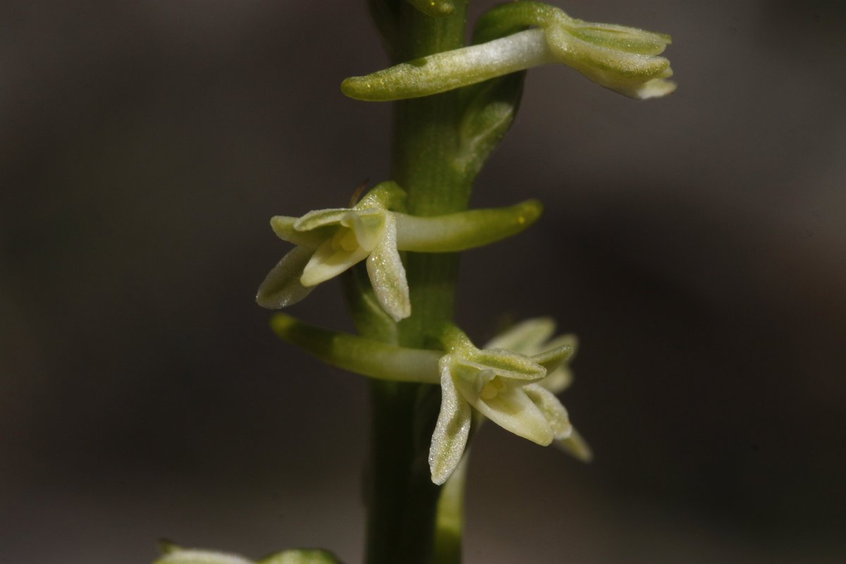 sometimesimdan's tweet photo. Platanthera sect. Piperia https://t.co/R4WcE6fyJB