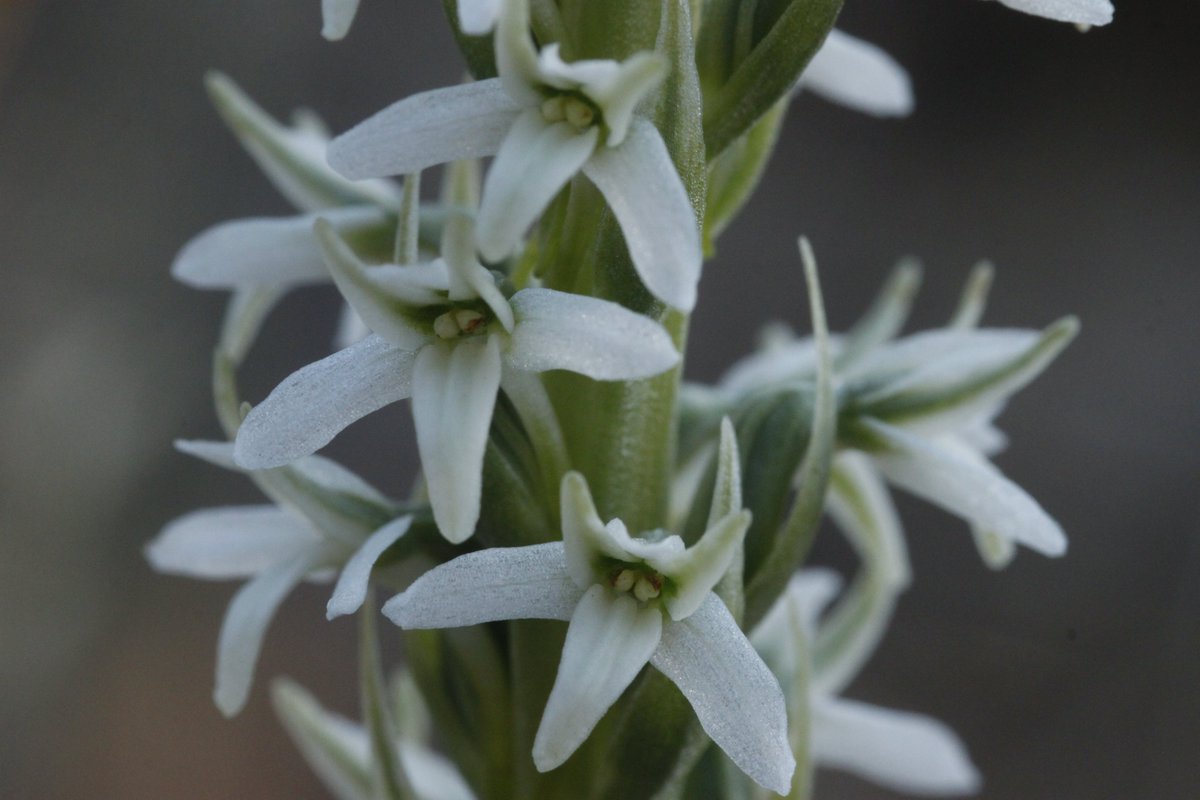 sometimesimdan's tweet photo. Platanthera sect. Piperia https://t.co/R4WcE6fyJB