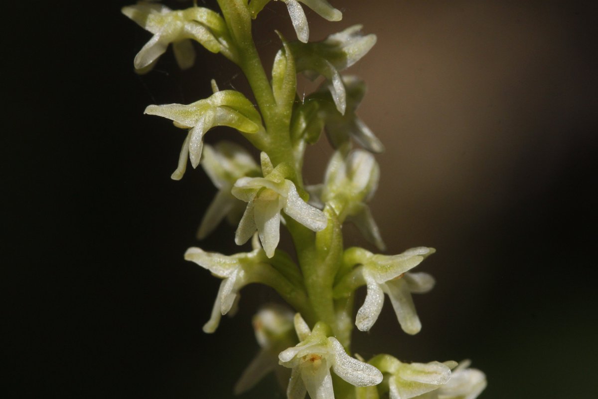 sometimesimdan's tweet photo. Platanthera sect. Piperia https://t.co/R4WcE6fyJB