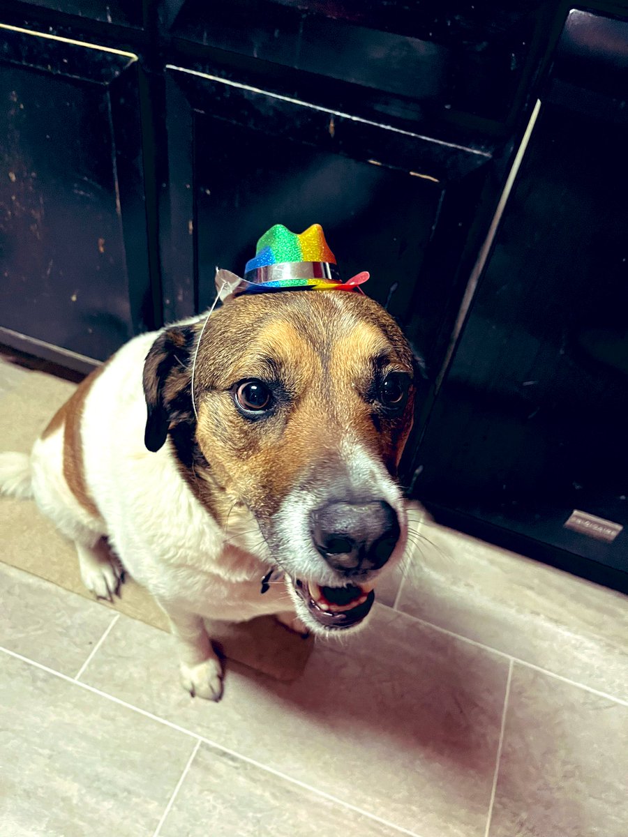 lkhnknz's tweet photo. @dog_rates Kevin &amp; Linda say love is love 🌈 🐾 https://t.co/n1KVrpxXni