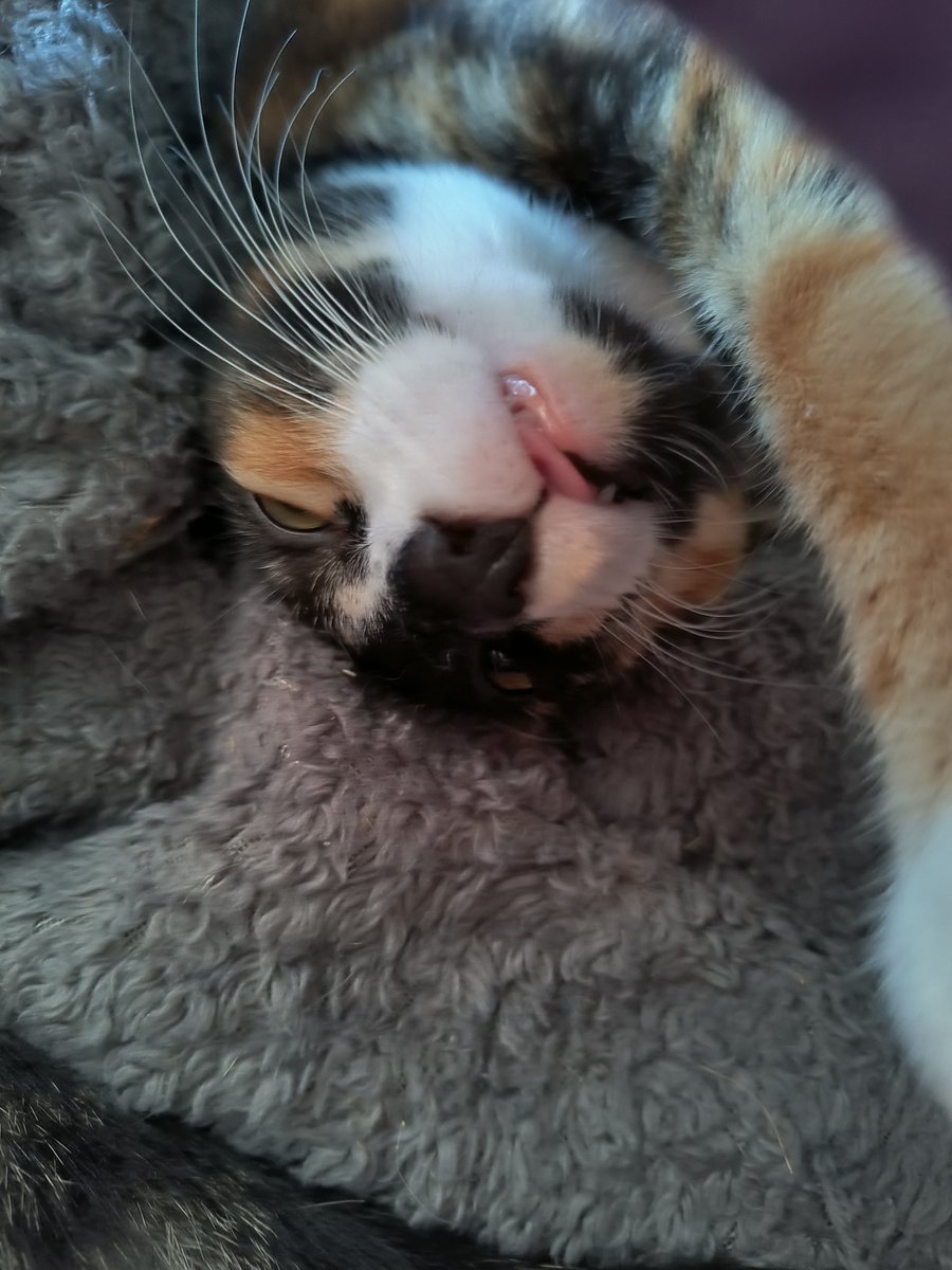 CalicoDaily's tweet image. Half blep