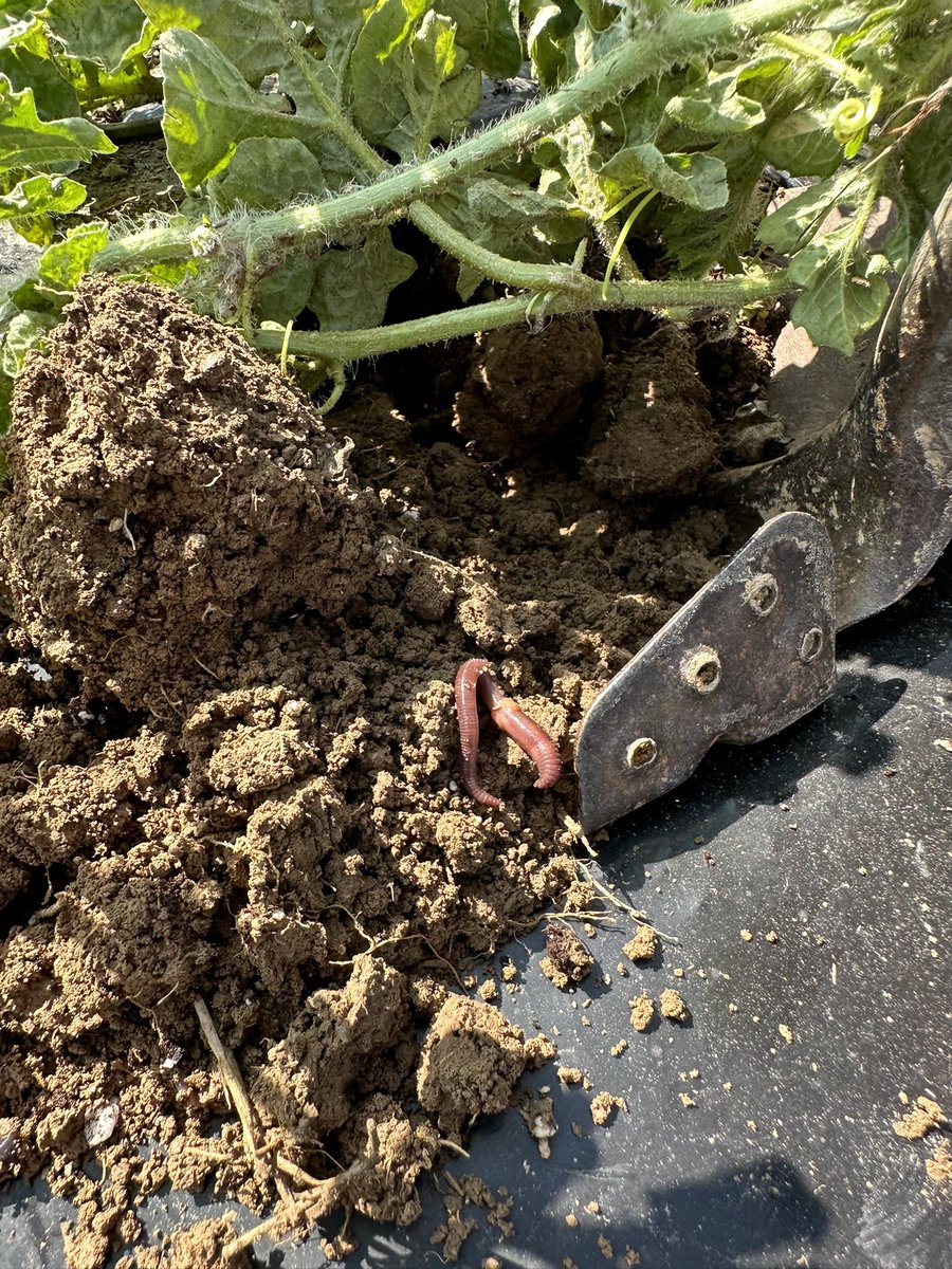 It is not often seen earthworm in a watermelon field. Well, might be the first time in my 8 year career