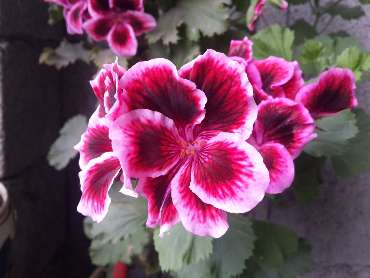 8bitering's tweet photo. #omart #fypシ #saqartvelo #Flowers #NaturePhotograhpy #საქართველო #ომარიკო https://t.co/J19lRBC2Aa