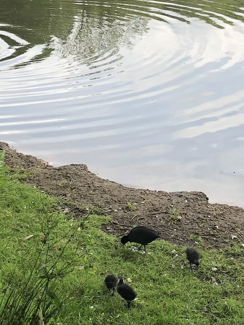 Day 30 of #30DaysWild A little family of coots on the lake @RHSBridgewater So cute. It’s been lovely seeing all the great nature pics in my twitter feed this month. Thanks to @WildlifeTrusts for all they do.