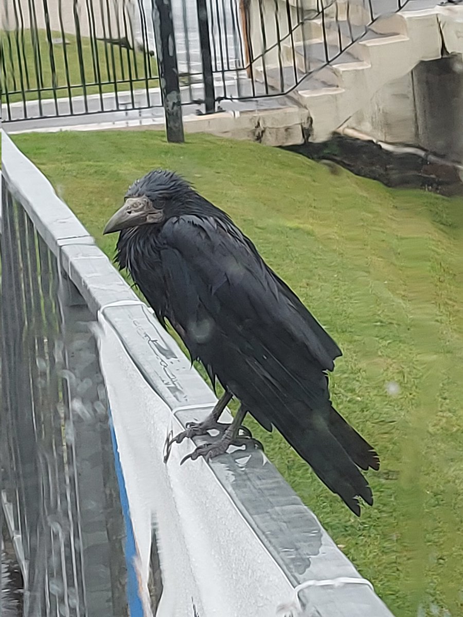 #Day30 #30DaysWild a bedraggled rook in the rain waiting forlornly in case I drop a chip