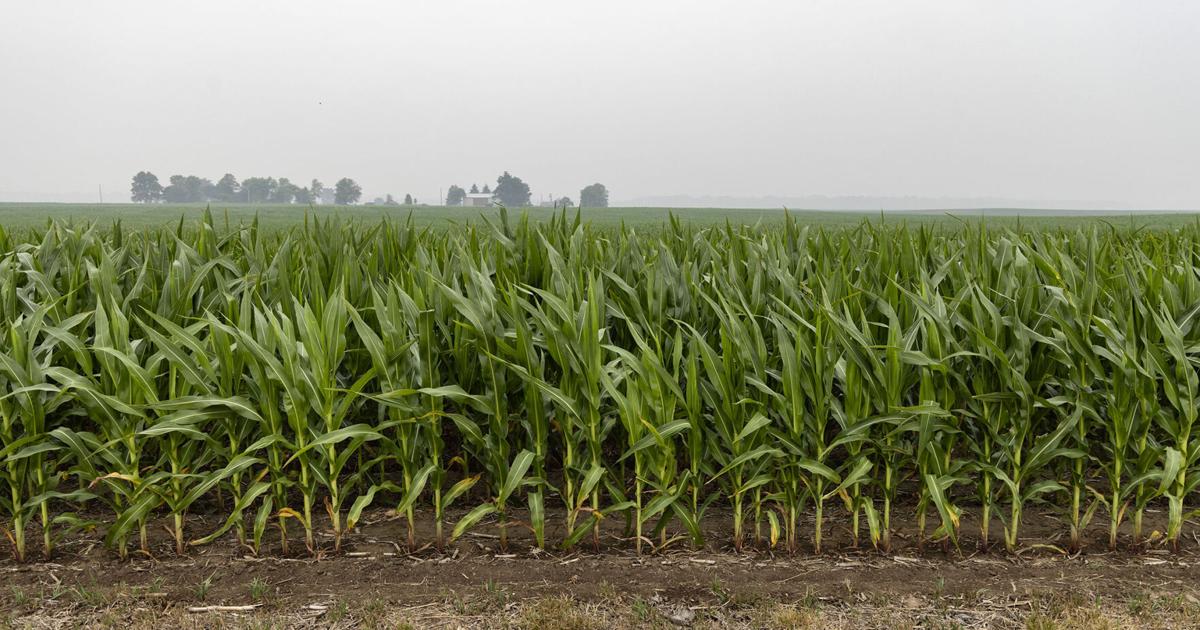 ILFarmBureau's tweet photo. The height of corn has been limited in many areas of the state due to the severe lack of moisture this season. Read more from @DGrant_FW here: https://t.co/NmIwyYmH74 https://t.co/DhDoZ2rL2N