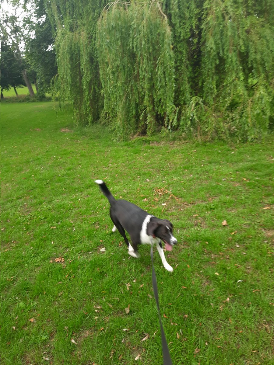 SteveFairchil18's tweet image. @AphasiaSupport  #BigStepChallenge #Anniewins 
We&apos;ve had a busy month with the challenge and we&apos;ve ended up with Ash 364,793, me 424,119  and Annie at least double that and about 1,000,000 tail wags. It&apos;s been great fun.