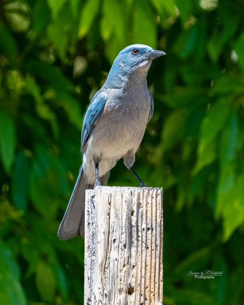 ImagesbyTDashfi's tweet photo. @PhotoRose1997 Mexican Jay in Madera Canyon, Arizona. https://t.co/9EcpAVauyG