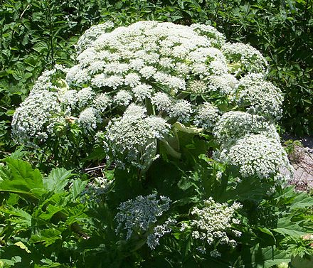 ffs quit scaring people with incorrect #GiantHogweed stories
what's common and 'giant' is in the name.
msn.com/en-gb/news/ukn…