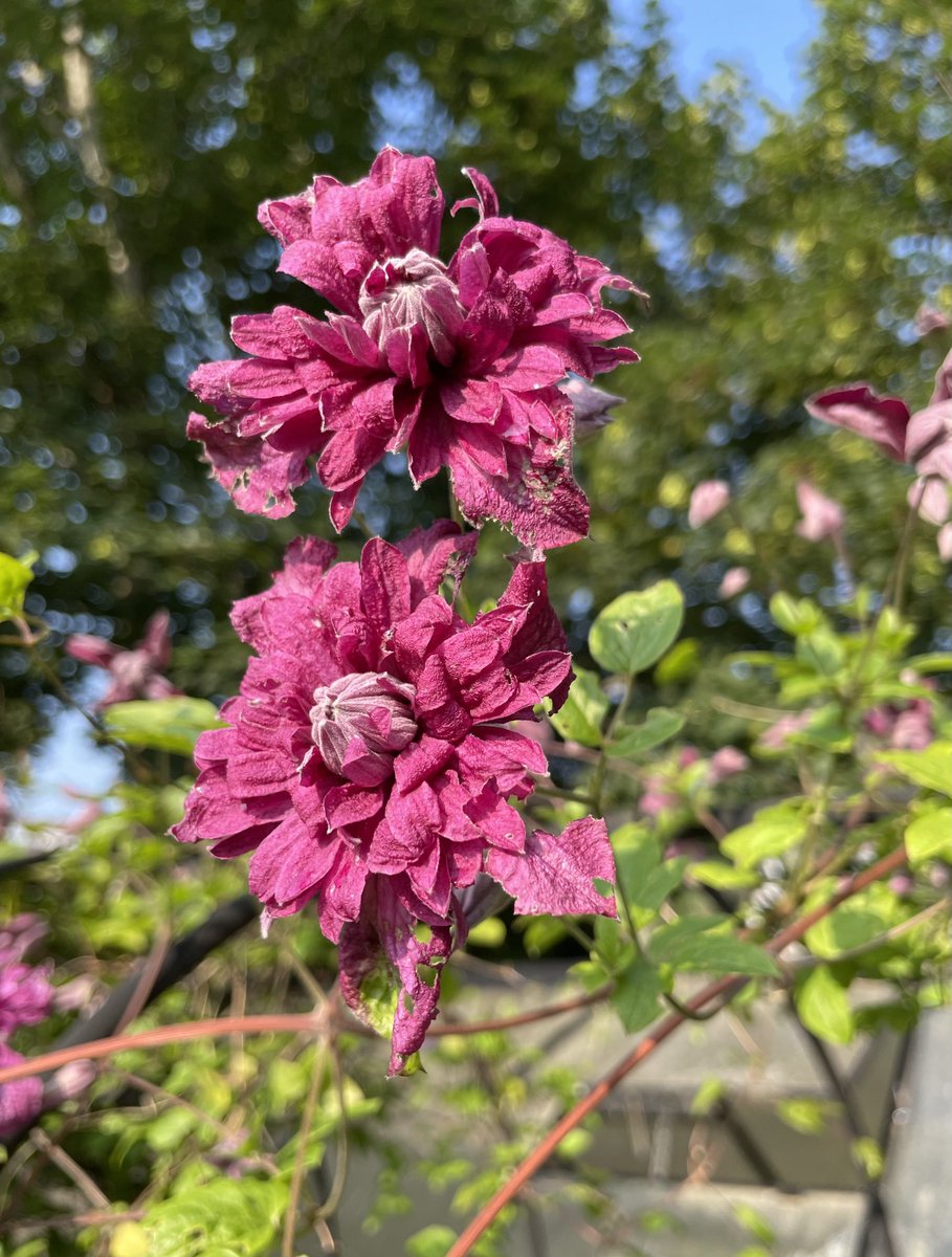 HiddenGardensCC's tweet photo. Love the color on this Purpurea Plena Elegans #clematis #inbloom in the #garden 

#gardens #gardening #gardeningtwitter #bloom #bloomng #flower #clematisvive #flowersinmygarden #gardener #flowers https://t.co/4F4MJbMKMw