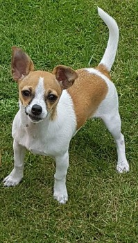 millypod1's tweet photo. 🆘29 JUNE 2023 #Lost CHERRY #ScanMe #Tagged
VERY NERVOUS Chihuahua Cross Female
Winterfold Woods #Cranleigh #Surrey #GU6 https://t.co/YGZd4AHpyQ https://t.co/sGBXBrJGEU