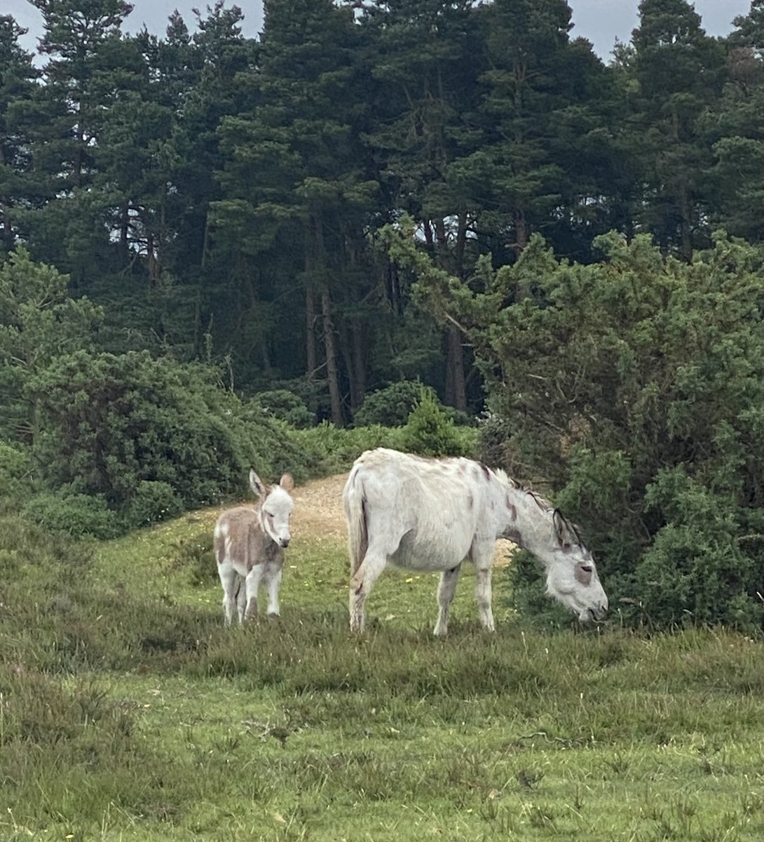 DHCRehab's tweet photo. Nightingale House enjoyed an afternoon in the New Forest today https://t.co/PE8LRA2LN6