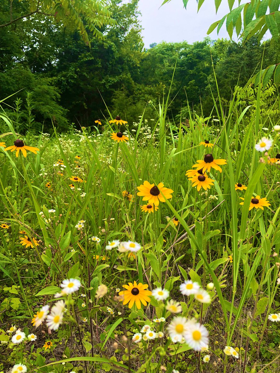 “Wildflowers adapt and bloom wherever they want, be a wildflower.” - Aly Aubrey 🌼🍃

#FlowerFriday #wildflowers #FlowersOfTwitter #FlowersOnFriday #selfcare #Wellbeing #PhotographyIsArt