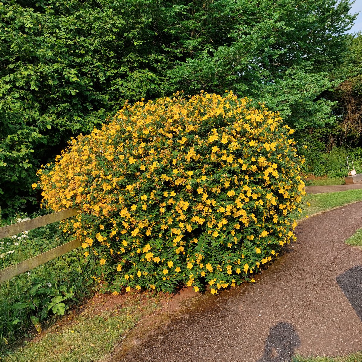 Some of June's highlights from Cockington Country Park!

Stunning displays of hypericum, olearia, hebe and fuchsia have been brightening up the park. These plants also provide a great source of food for pollinators.

#hypericum #olearia #hebe #fuchsia #cockingtoncountrypark
