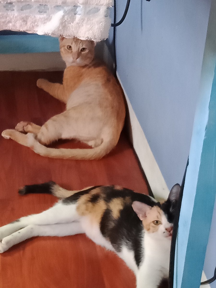 katrinaportin's tweet photo. meow https://t.co/7E0uGOFNuM
