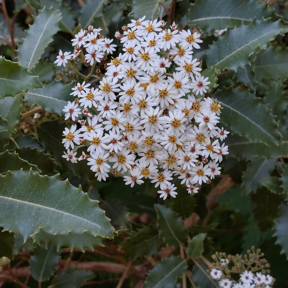 Cockington Park tweet media