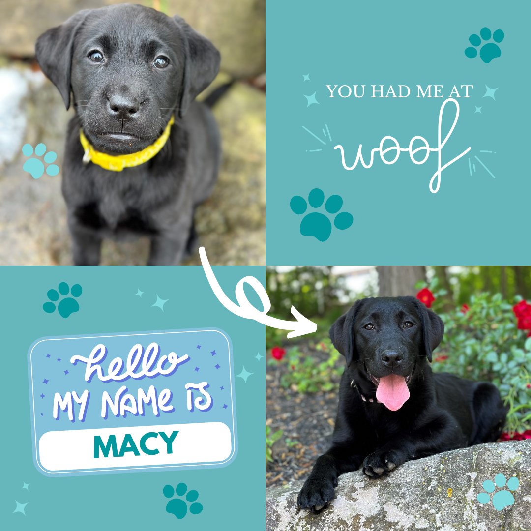 We are gearing up for our newest addition. Meet Macy! She is being trained to be our first-ever therapy dog. Although her training will continue through November, we just couldn’t wait that long to introduce her. I mean, come on. Look at that face!

#CarmelPD #TherapyDog