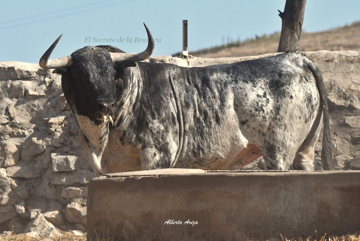 Secreto_Bravura's tweet photo. N°57 "CANTARERO". Cebada Gago.

Espectacular cárdeno que descansa en los corrales del Gas esperando que llegue su momento el 9 de julio. 

Con unas hechuras inmejorables y astifino como marca de la casa. Es uno de los cinqueños de la corrida. 

¡Ya falta menos! 
@HrosCebadaGago https://t.co/OTG87QXvw7