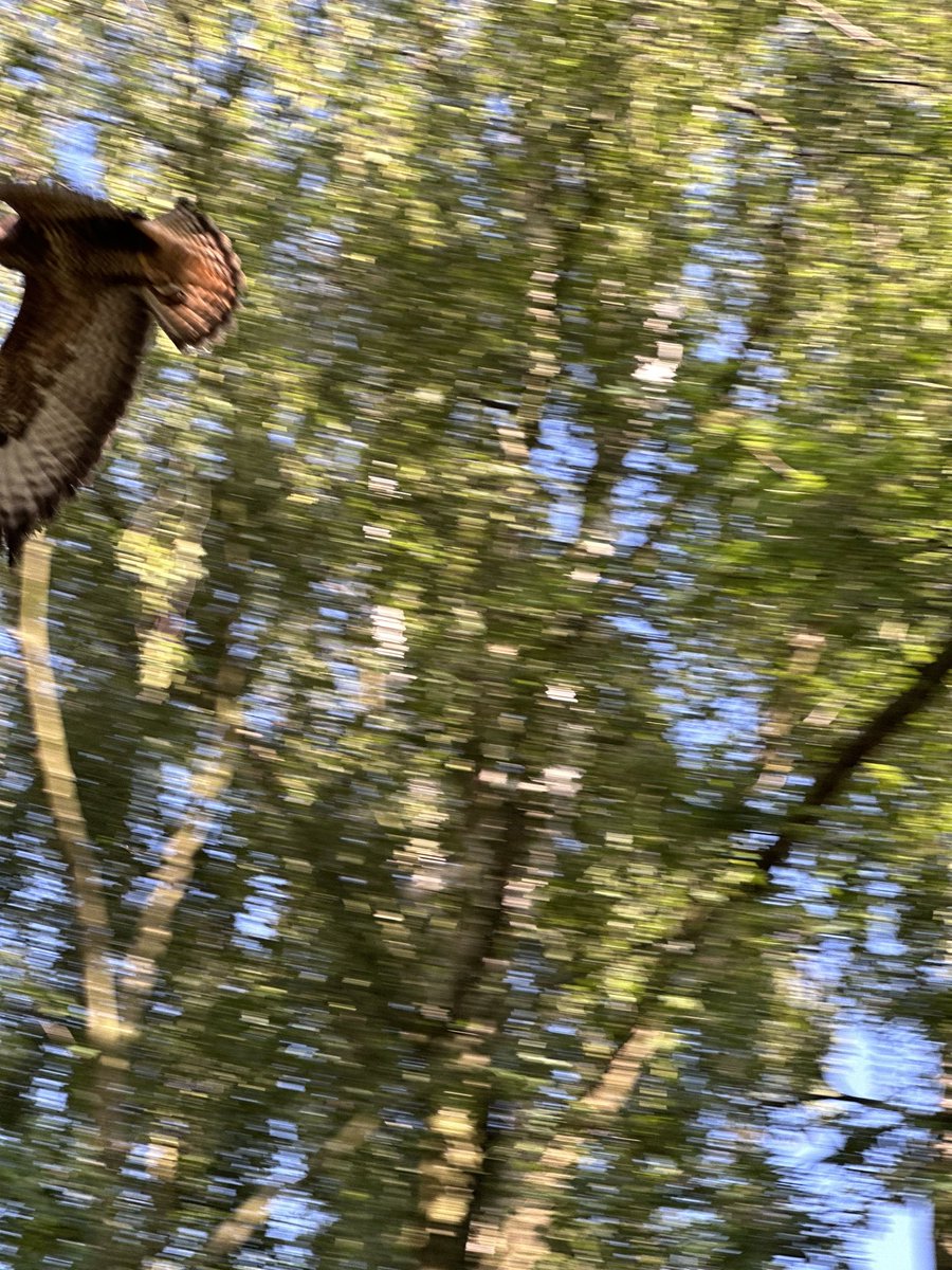Danny_Carts's tweet photo. @ChrisGPackham @norfolk_pete That rivals my attempt at photographing this Buzzard… although I’m not entirely sure it is a buzzard 🤷‍♂️ https://t.co/j9pGNXUFOW