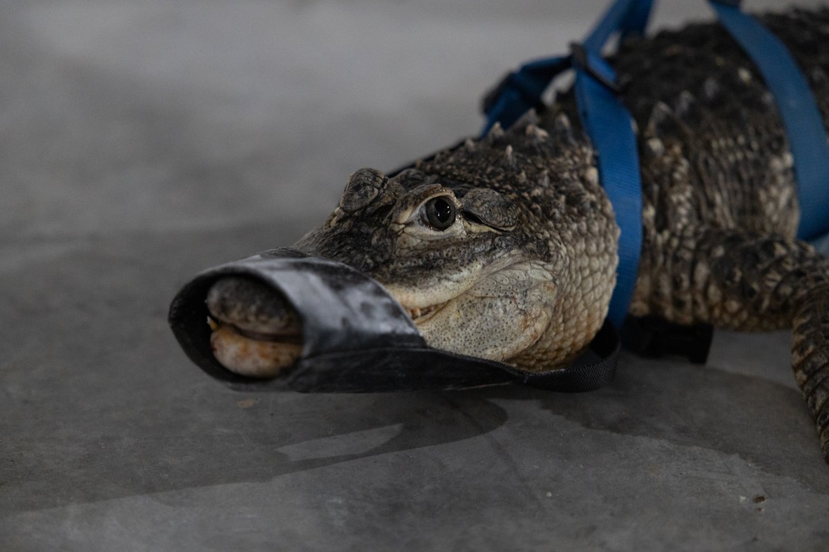 Earl the alligator made a surprise appearance during the tour!