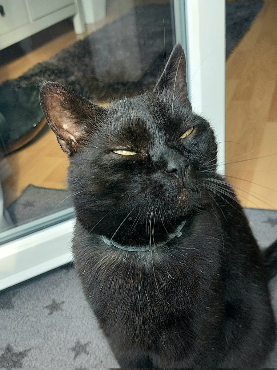 AllroundFact's tweet photo. Schönes Wochenende 🐈‍⬛ 
#CatsofTwittter #BlackCat https://t.co/8WBjkhuieJ