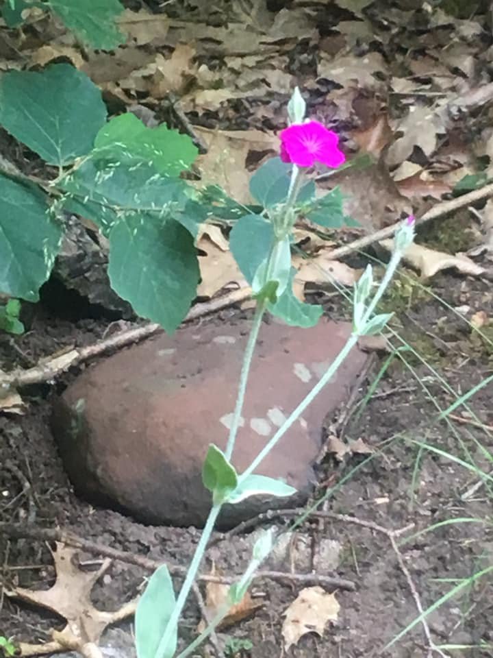 Je Banach tweet media