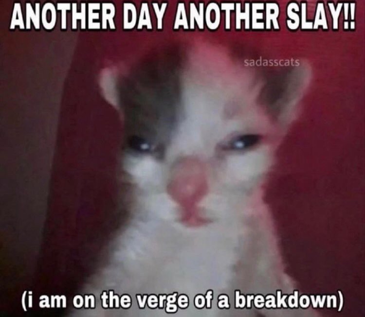 LiterallyMeCats (@literallymecats) on Twitter photo 