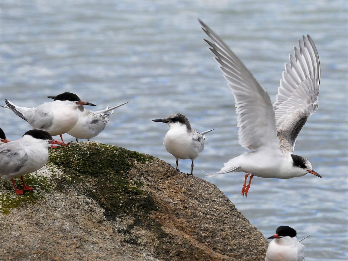 Our Annual Dalkey island Tern Watch 6:30pm and 8pm on 4th, 11th, 18th & 25th July 2023, i.e. each Tuesday evening during July at Coliemore harbour More info @ southdublinbirds.com/events/events.……please share @BirdsMatter_ie @BirdWatchIE @DttDes @dlrcc @WicklowBranch @BWIFingal @NatureRTE