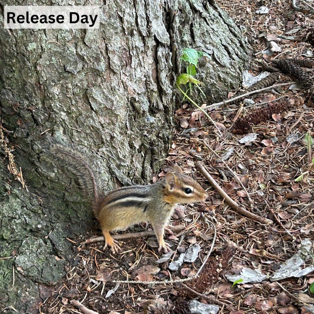 Salthaven Wildlife tweet media