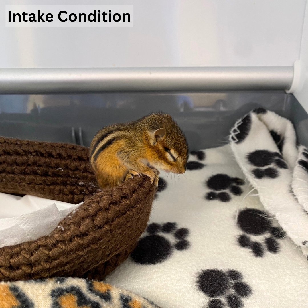 What a difference a few weeks of care in our clinic can make! This chipmunk kit arrived in rough shape, showing multiple symptoms of head trauma. We are happy to announce that it made a full recovery and was successfully released!