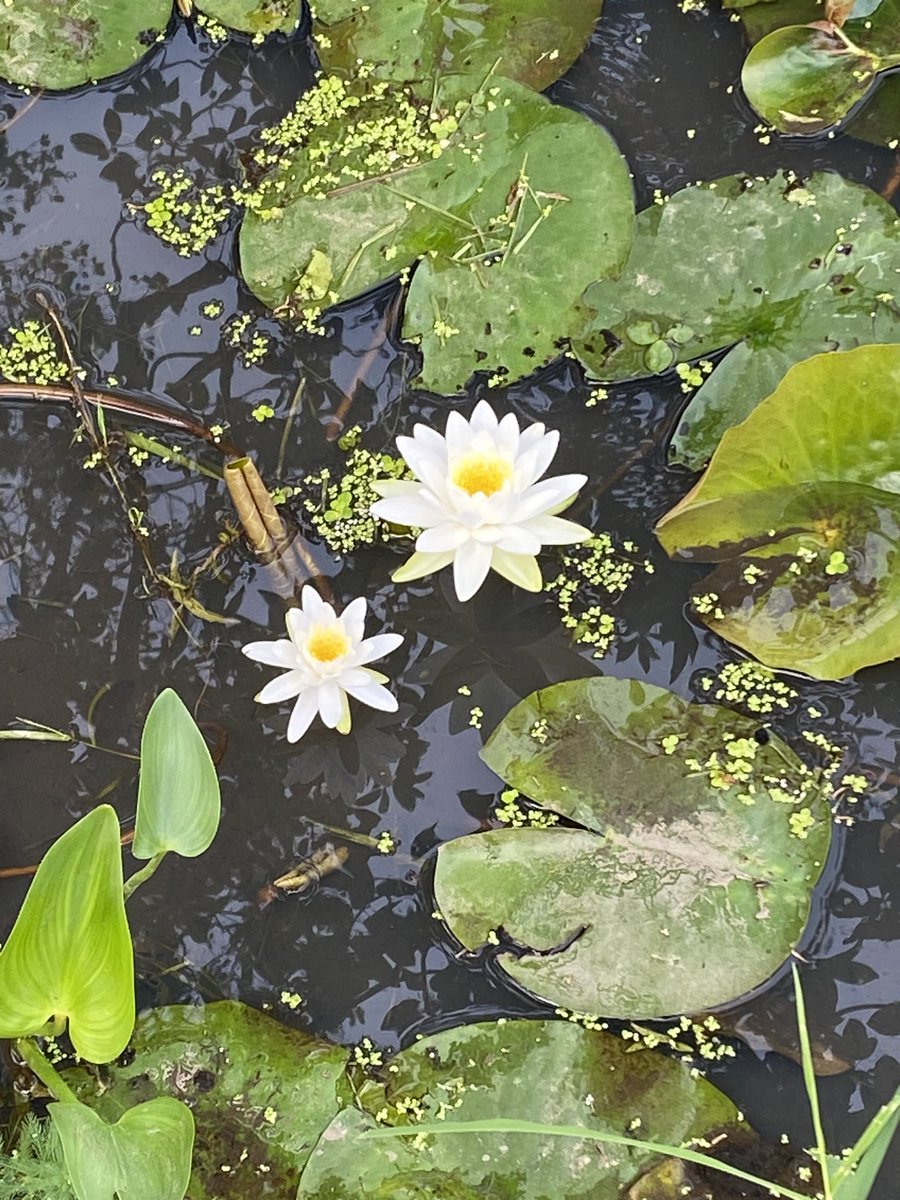 ElanaMintz202's tweet image. #EquitableOutdoorLearning 
#ThisIsOutdoorLearning
@KenAqGardens @NatlParkService @UrbanAdvSquad 
(4/4)